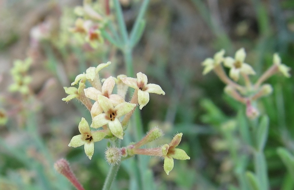 Asperula crassifolia / Stellina di Capri